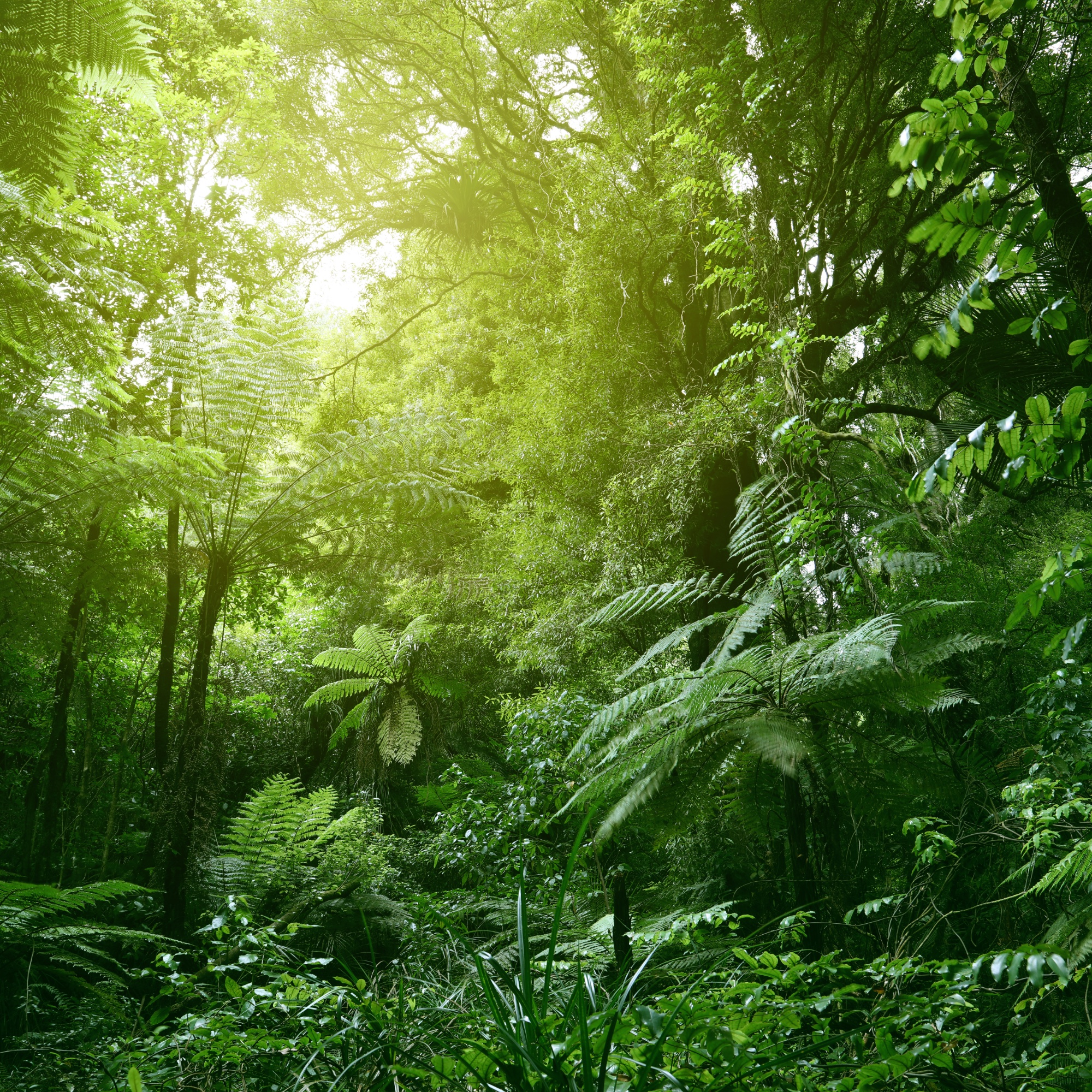 Sunlit tree canopy in tropical jungle