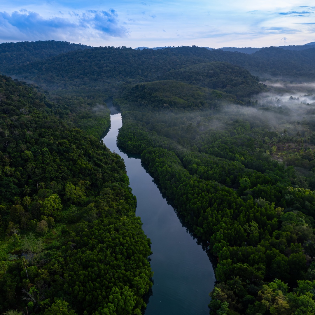 Aerial view of dark green forest and river. Rich natural ecosystem of rainforest. concept of natural forest conservation