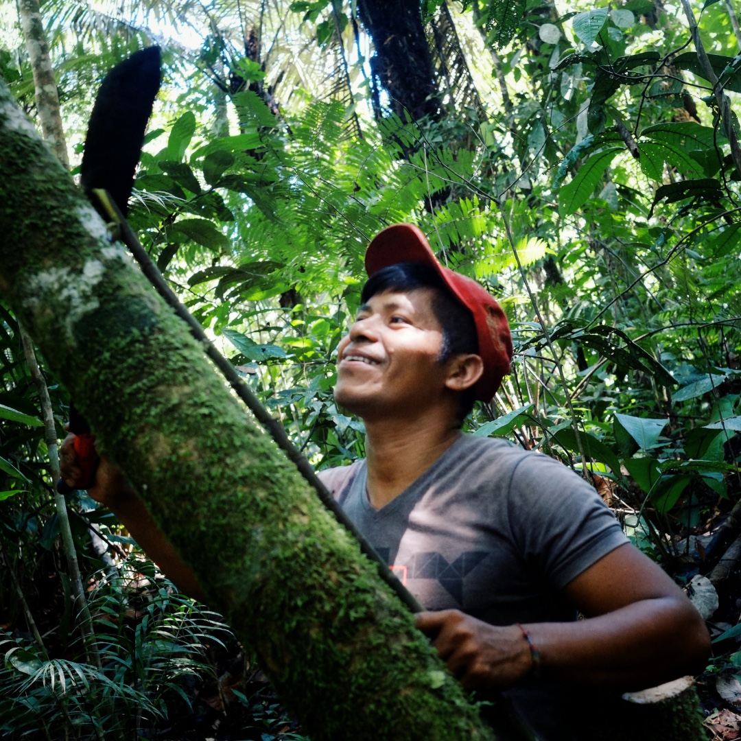 Macedonia, Amazonia / Colombia - MAR 15 2016: local ticuna tribal member measuring a log to fall in the middle of the rainforest